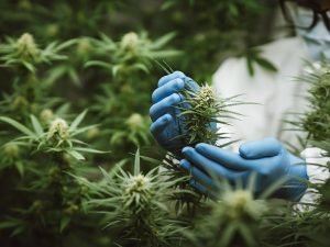 scientist examining a cannabis plant